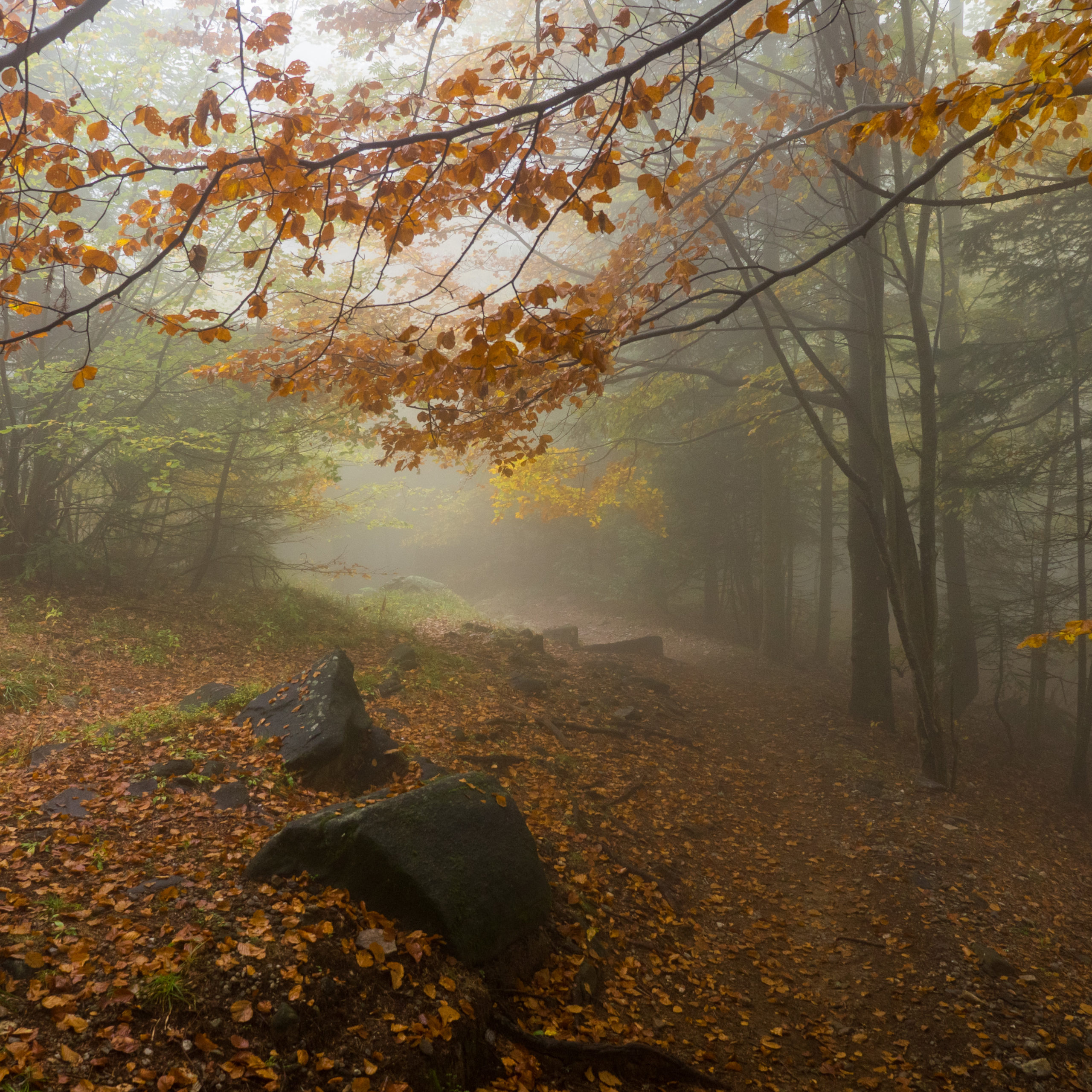 Nature et Paysage en automne