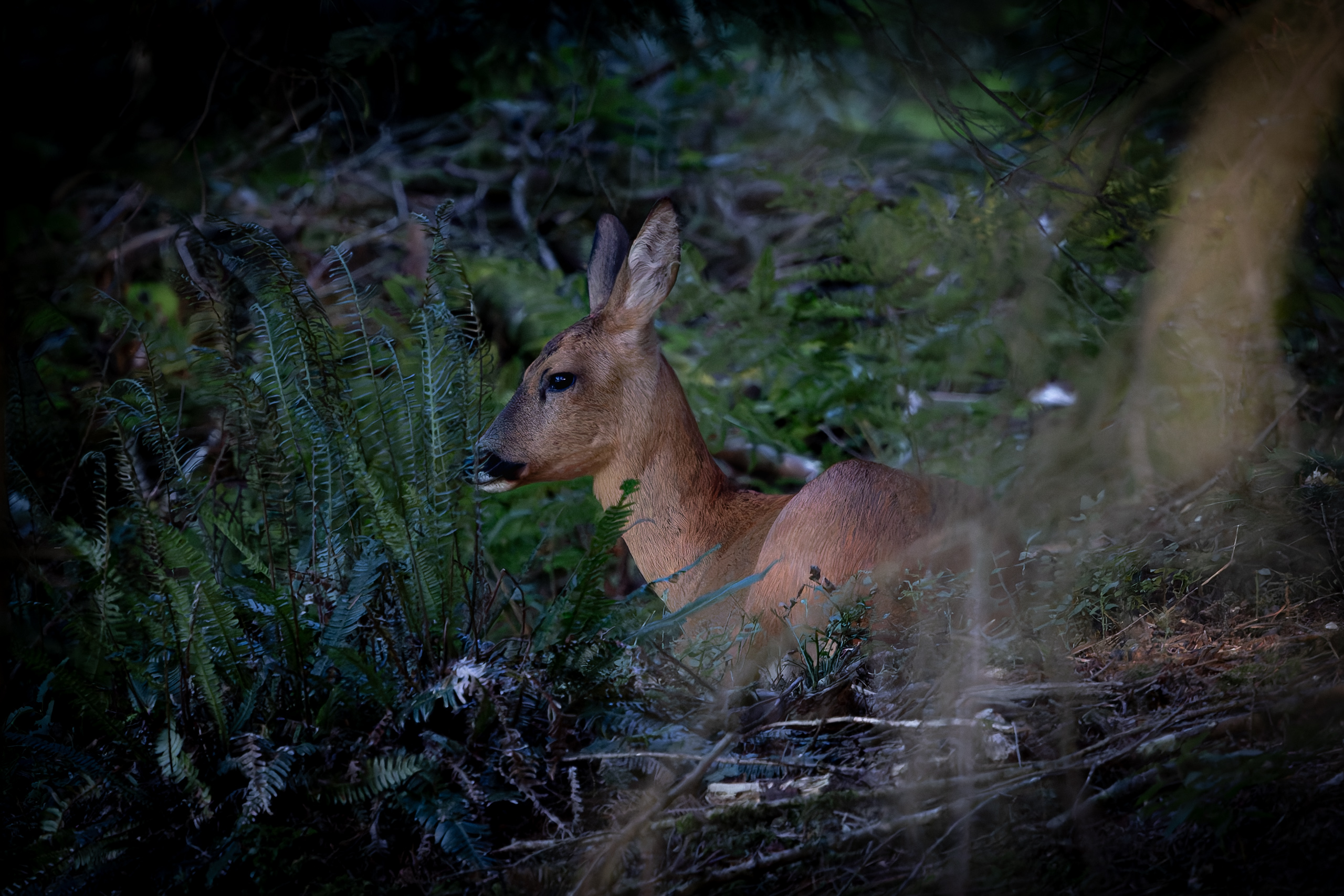 Une rencontre inattendue